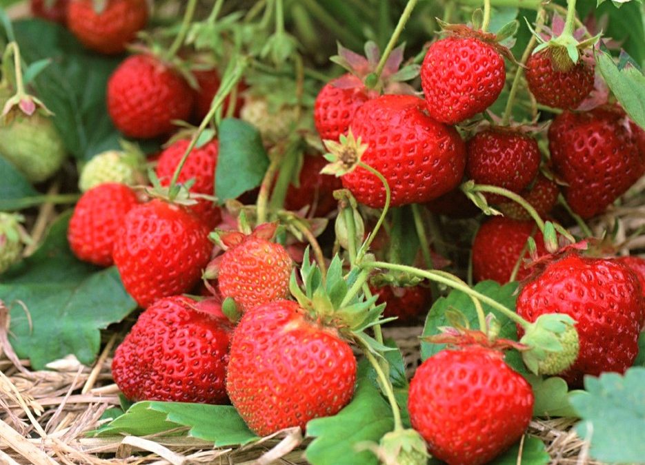 Growing Your Own Strawberries