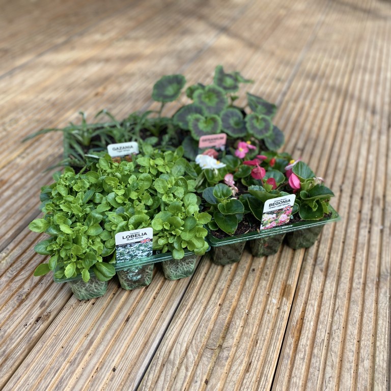 Bedding Plants