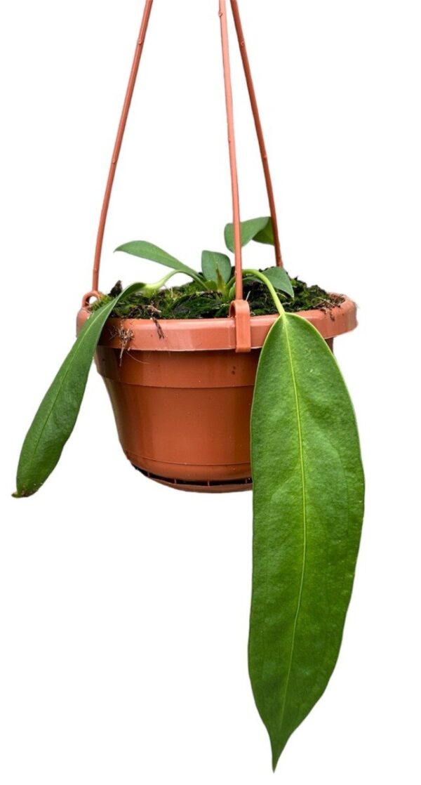 Anthurium Wendlingeri 14 cm pot - Hudsons Plant Centre