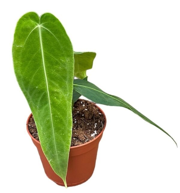 Anthurium Wendlingeri 10,5 cm pot - Hudsons Plant Centre