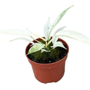 Philodendron Florida Ghost 10,5cm pot